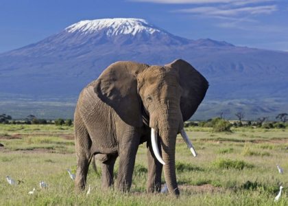 Elephant in Amboseli National Park